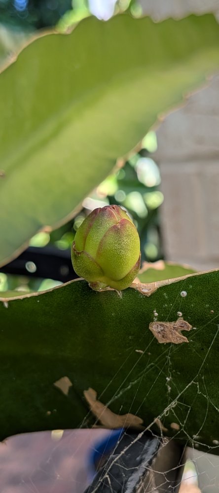 Small buds